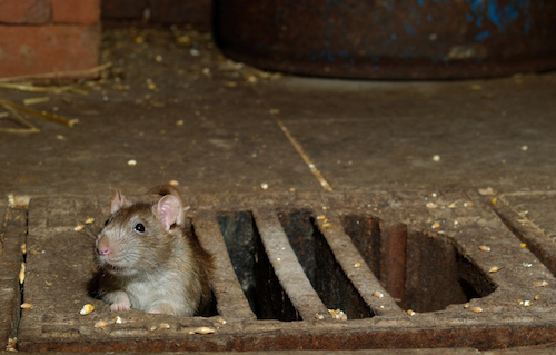 10 Most Rat-Infested Cities in the Western World By Staff